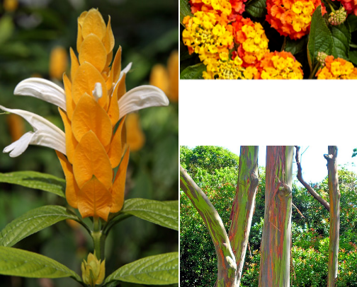 really cool plants you probably never heard of cover photo collage