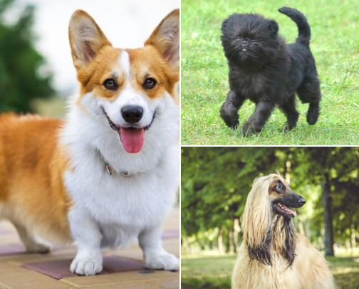 Fascinating Ancient & Designer Dog Breeds 🐕 cover photo collage