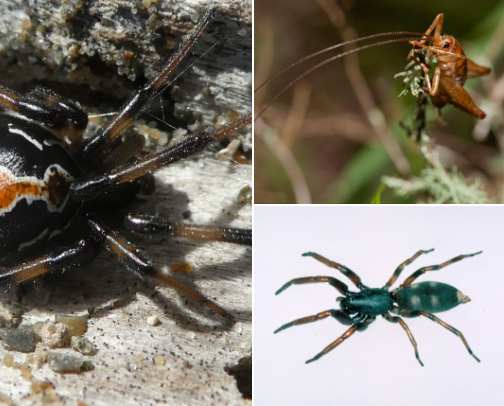 Camping in Australia and New Zealand cover photo collage