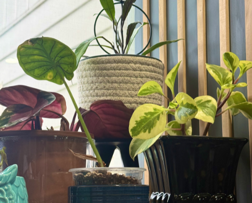 Green Thumb Finds for the Plant Lover cover photo collage