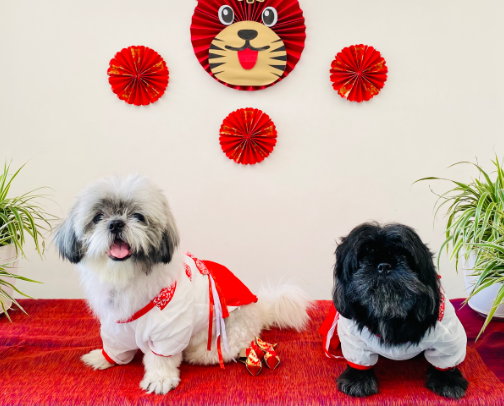 My Shih Tzus’ pawesome list of essentials and fun finds cover photo collage