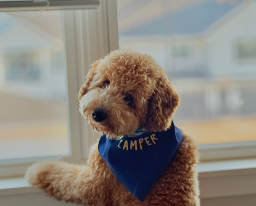 Mini Poodle Must haves 🩵 cover photo collage
