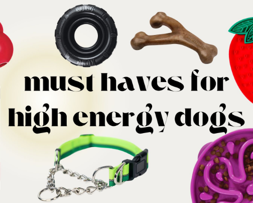 must haves for a high energy dog cover photo collage