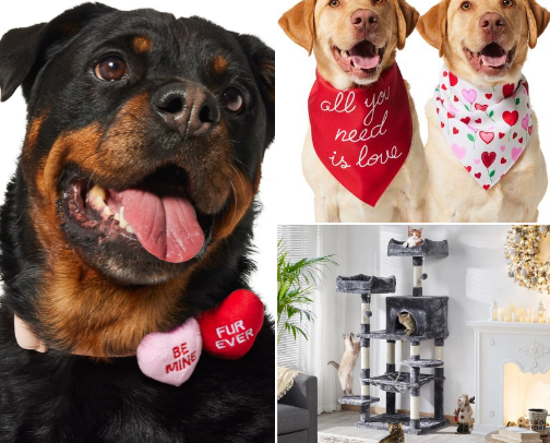 Must-Have Toys & Essentials for Happy Pets 🐶🐈‍⬛🫶🏼✨ cover photo collage