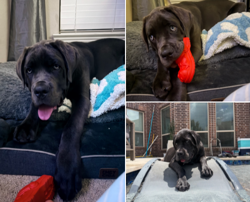 King Arthur’s Growth Journey cover photo collage