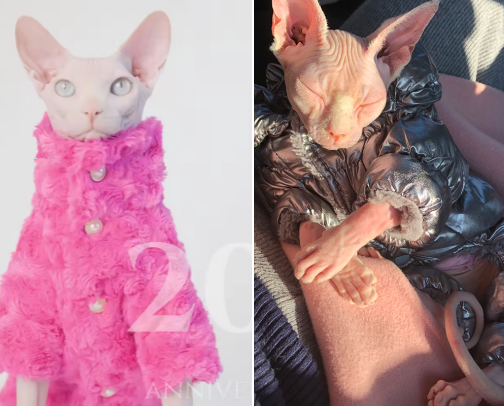 Sphynx Cat Winter Clothes Essentials: Warm Fleece & Insulated Suits cover photo collage