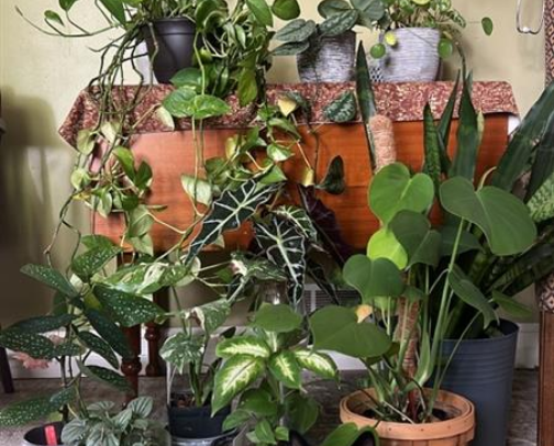 Plant Care Stuff That’s Saved My Green Girls🪴 (RIP to the Ones I Lost) cover photo collage
