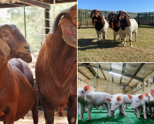 Animal faming cover photo collage