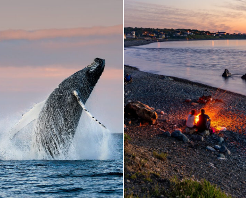 Coastal Gems: The Best Beaches in Newfoundland 🌊 cover photo collage