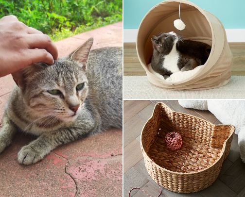 Stuff for cats .Wanna make your cat happy?  ≽^•⩊•^≼ cover photo collage
