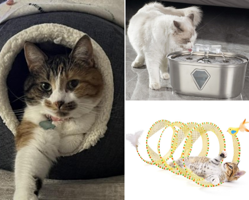 Must-Have Items for Your Cat to Feel At-Home cover photo collage