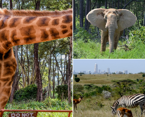 Things to Do: Nairobi, Kenya cover photo collage