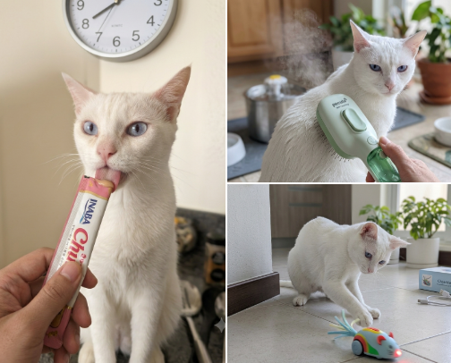 Must-Have Cat Care Essentials & Smart Upgrades cover photo collage