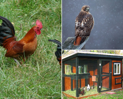 🐔 Backyard Chicken Keeping Tips I Wish I Knew Sooner cover photo collage