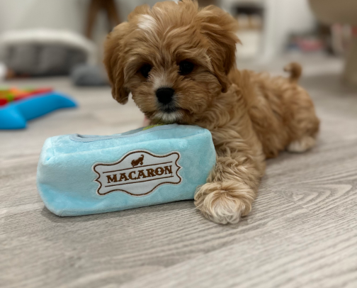 New Pup Must Haves cover photo collage