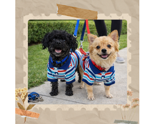 Fashion On A Leash cover photo collage