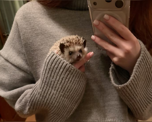Hedgehog Essentials cover photo collage