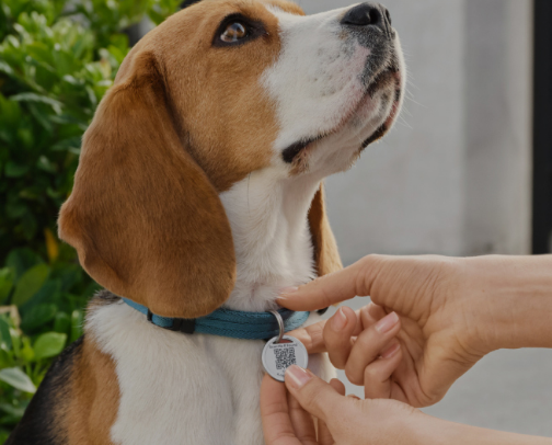 Pet needs cover photo collage