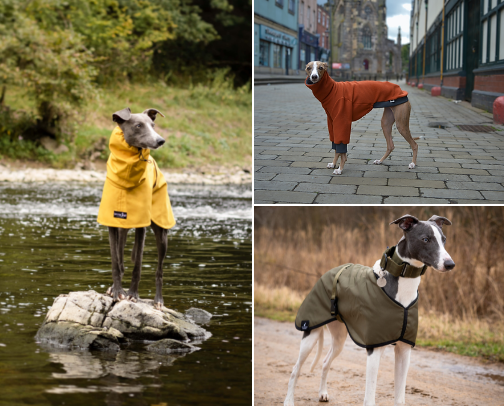 A Dogs Life: Our Whippet Wardrobe cover photo collage