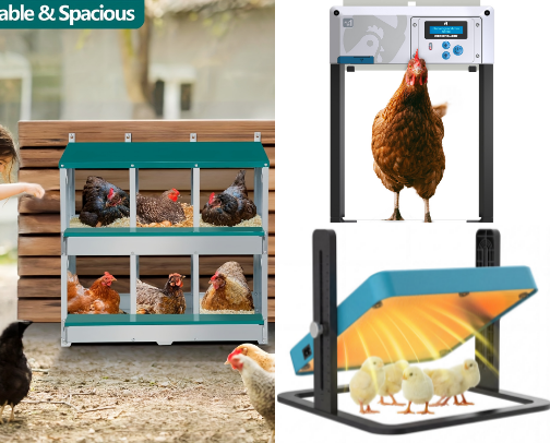 Must-Have Chicken Supplies for Backyard Keepers & Homesteaders cover photo collage