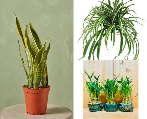 Fresh & Easy: Indoor Plants 🌿 cover photo collage