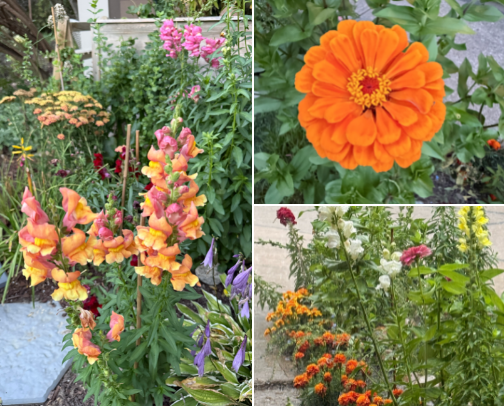 What you will find in my small, border, cottage flower garden. | 10 Fast-Growing Flowers Approved for Condo & HOA Borders cover photo collage