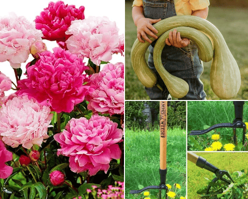 Green Thumb Cheat Sheet: Effortless Gardening Tips for the Wannabe Veggie and Flower Whisperer cover photo collage