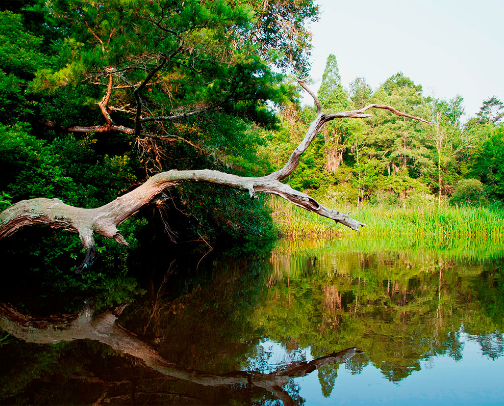 My top Summerville recs cover photo collage