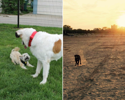 Our Favorite Pet-Friendly Places cover photo collage
