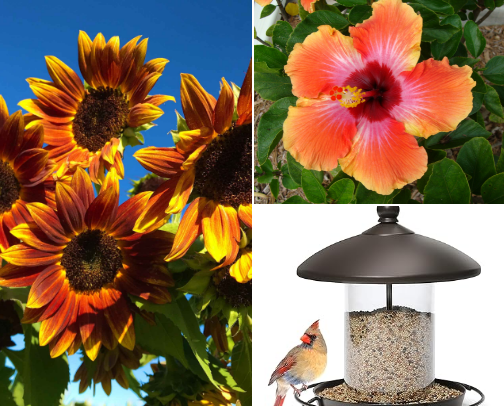 Garden Zen cover photo collage