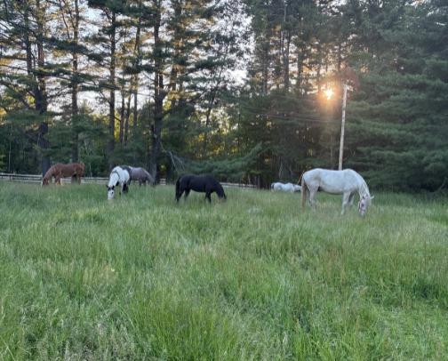 Horse Camp cover photo collage