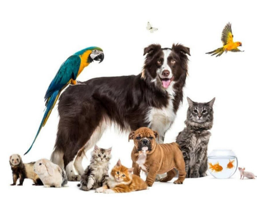 Pet houses 🐾 cover photo collage