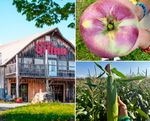 All Things Fall 🍁 cover photo collage