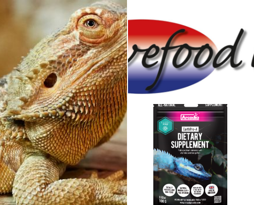All things reptiles and more cover photo collage