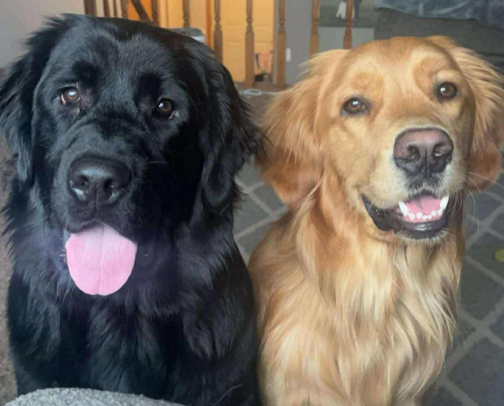 For the doggos! 🐶🐾🦴 cover photo collage