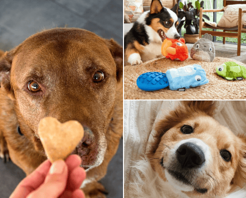 Dog essentials cover photo collage