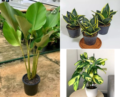 Make Your Home Instantly Aesthetic: Must-Have Ornamental Plants cover photo collage