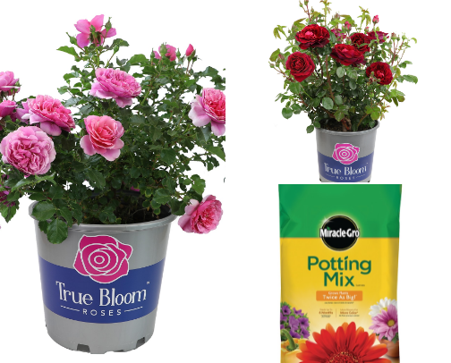 Blooming with Love: My Gardening Journey cover photo collage