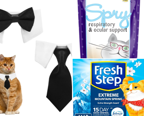 Kitten Kittens cover photo collage