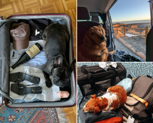 🐾 My Travel Must-Haves As A 4 Dogs Owner ✈️ cover photo collage