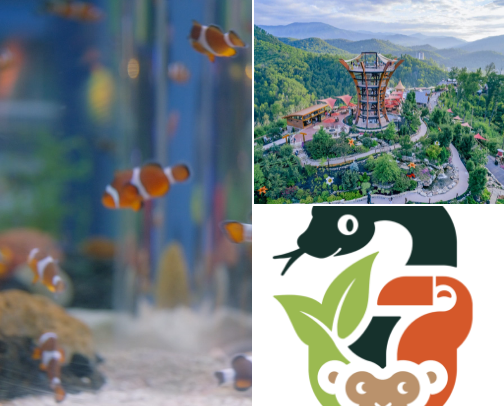 Toddler Friendly Activities in Gatlinburg/Pigeon Forge cover photo collage