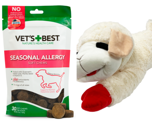 My Favorite Products for my Dachshund cover photo collage