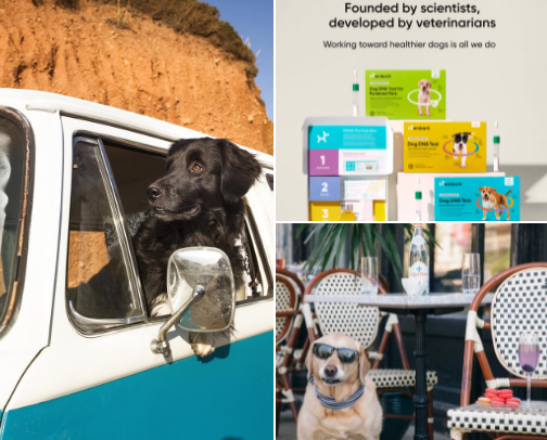 Doggos cover photo collage