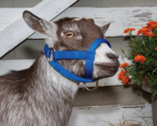 Masterlist of Goat supplies for pet owners cover photo collage