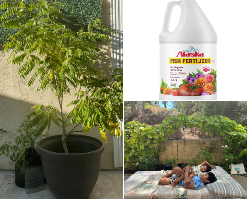 Dirt, Plants & Happiness 🪴 cover photo collage