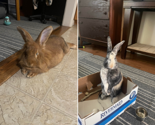 Are you a BunMom? This is what you need for rabbits. My Charlie & Autumn loves these. cover photo collage