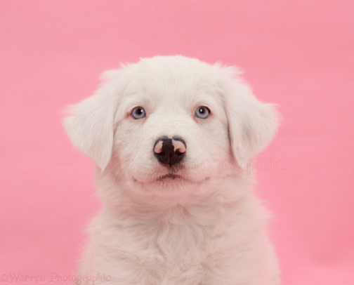 Shein Dogs cover photo collage