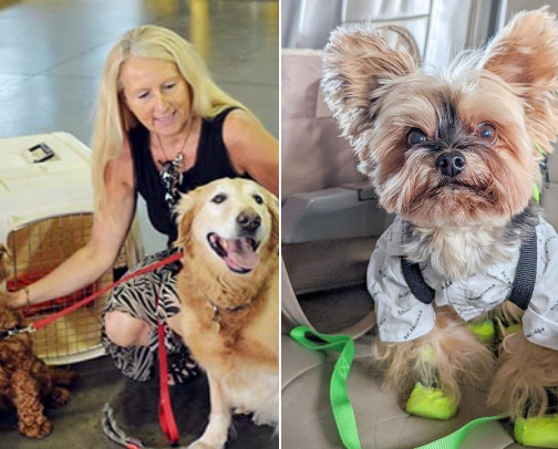 How to prepare your pet for travel plus pet friendly airlines and products that help cover photo collage