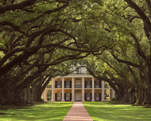 Oak Alley Plantation Tour and Cottages cover photo collage