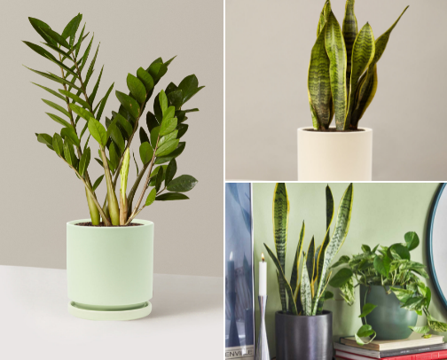 Plants for Every Skill Level 🌿 (Beginner → Expert) cover photo collage